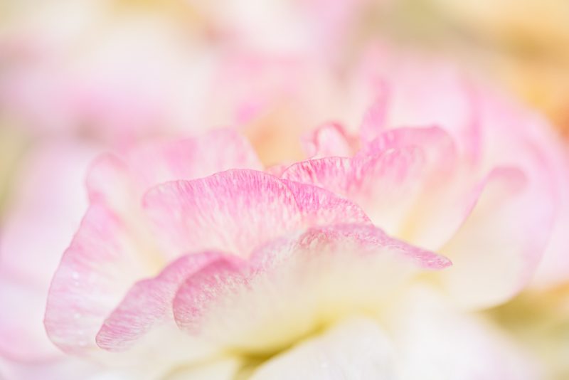 Anticipation — Ltd Ed Print