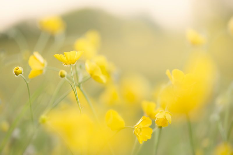 Buttercup Sunrise — Ltd Ed Print