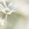 Flannel Flower Dream 2