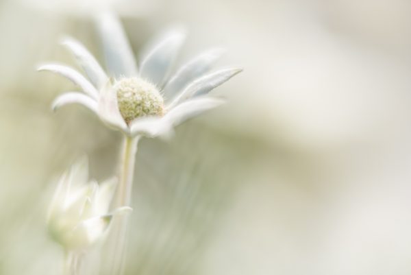 Flannel Flower Dream 2