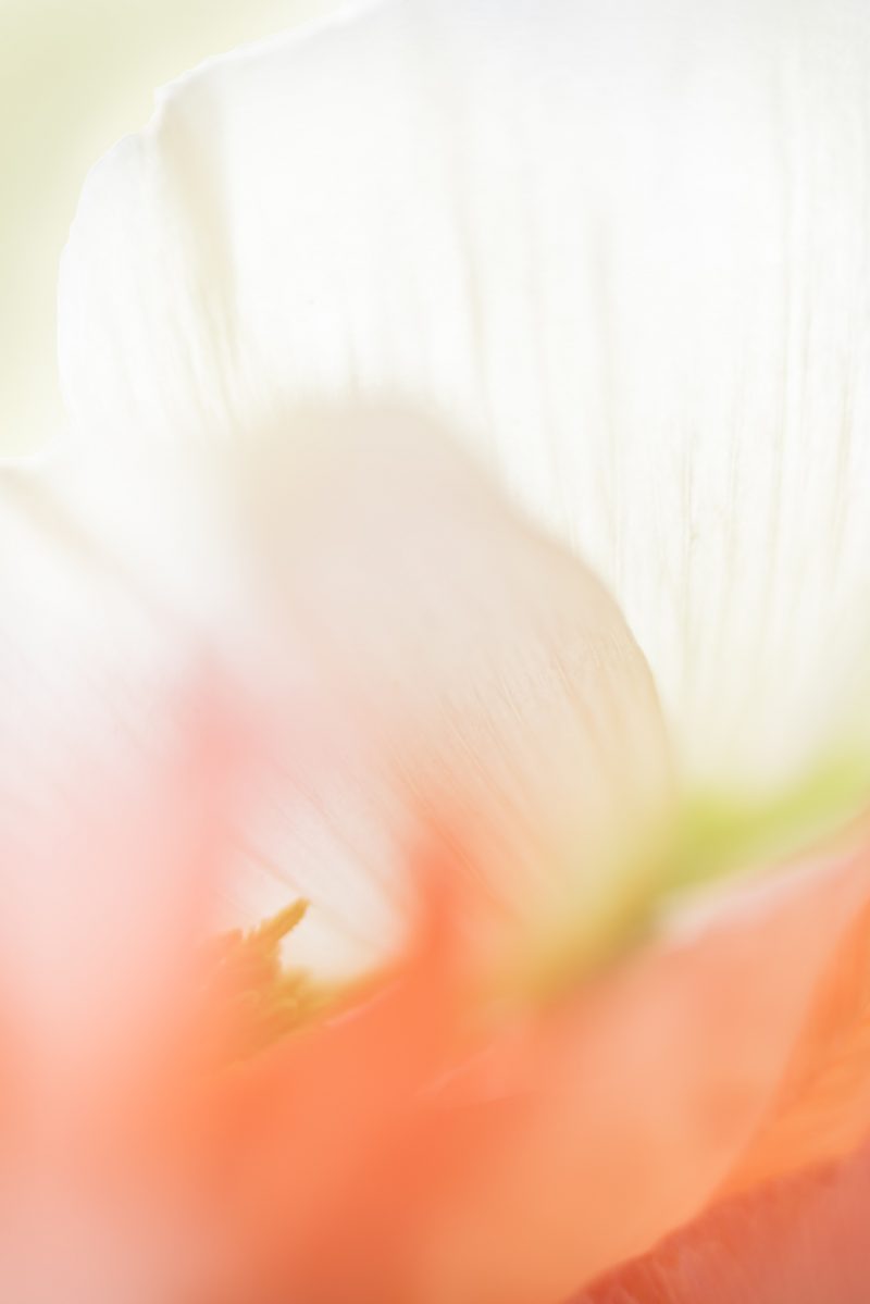 Heart of a Poppy — Ltd Ed Print