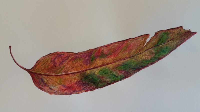 Monday’s Fallen Leaves