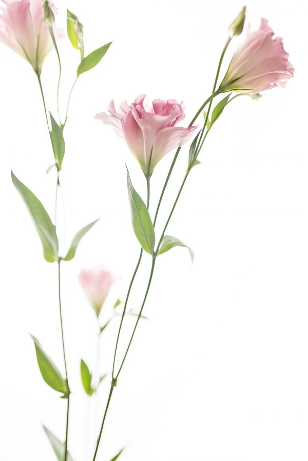 Pink Lisianthus Portrait 2