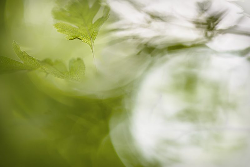 Through the Foliage — Ltd Ed Print