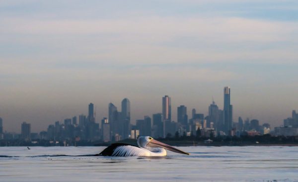 Leigh Henningham Melbourne Scenes
