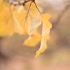 Apricot Autumn Leaves 5