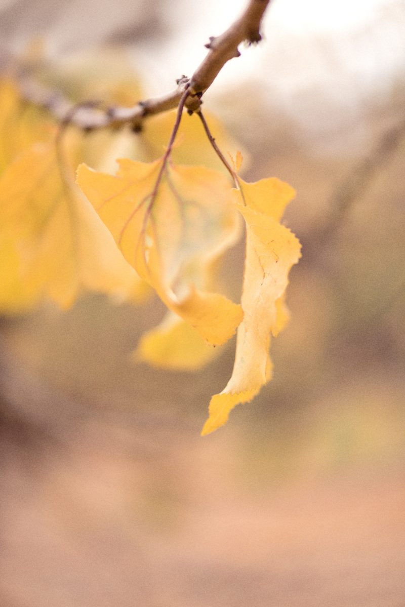 Apricot Autumn Leaves 5 — Ltd Ed Print