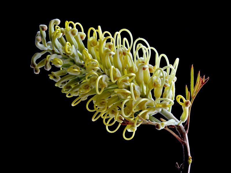 Yellow Moonlight Grevillea