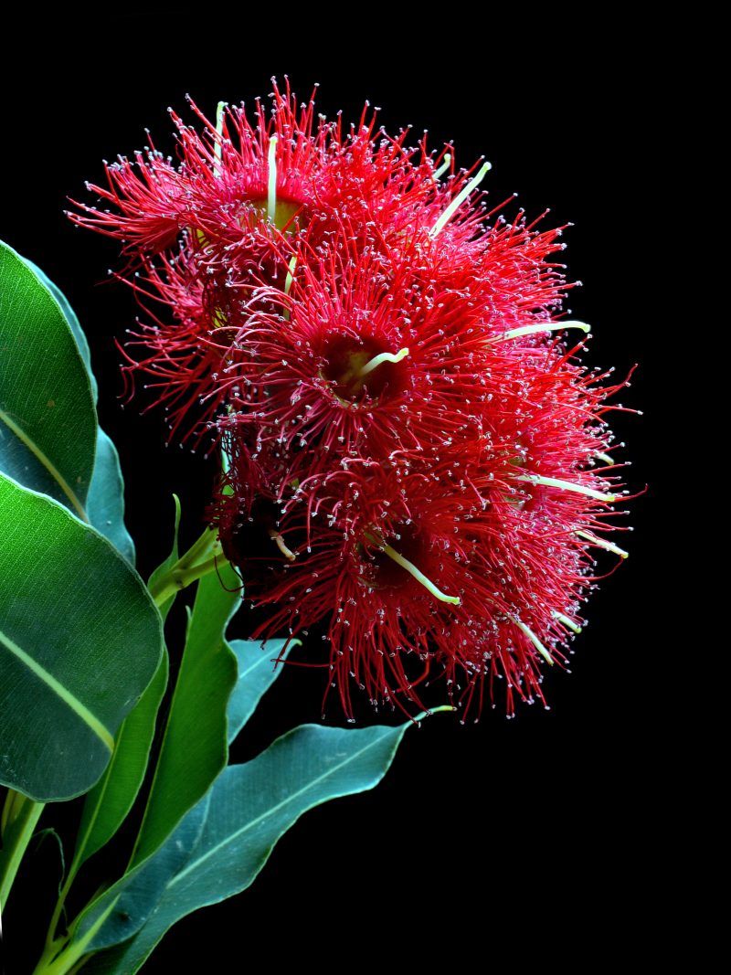 Red Wildfire Gum Blossoms