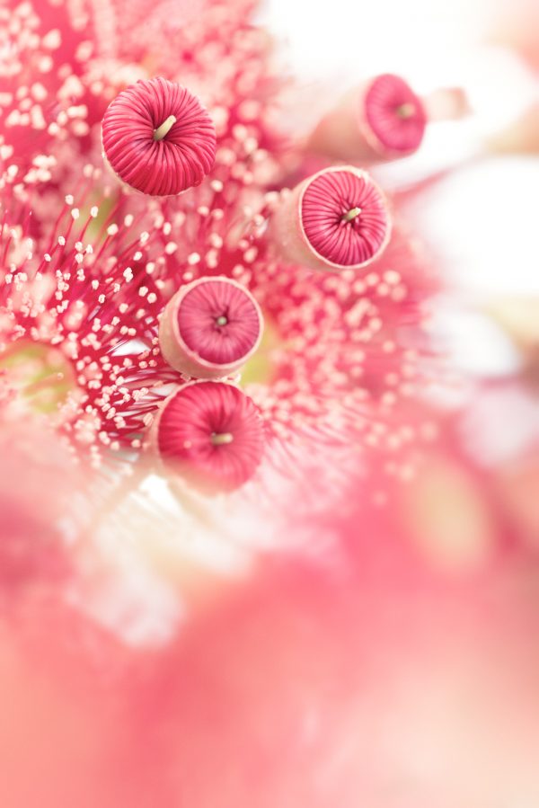 Eucalpyt Blossom Buds 2