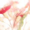 Eucalypt Blossom Study 1