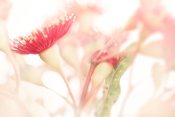 Eucalypt Blossom Study 1