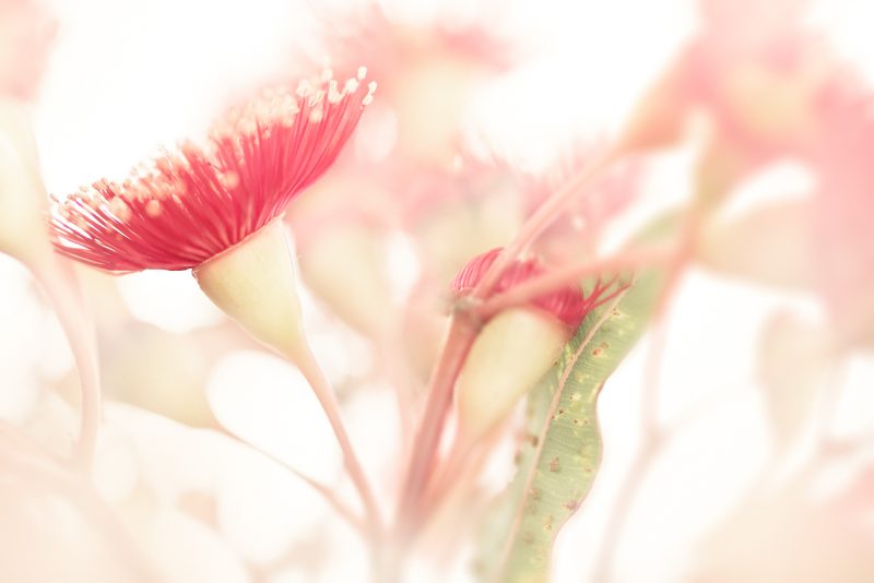 Eucalyptus Blossom — Ltd Ed Print