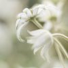 Flannel Flower Study Green Portrait 3