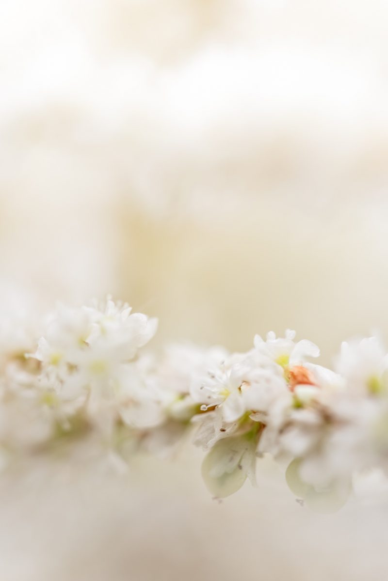 Gentle Bloom — Ltd Ed Print