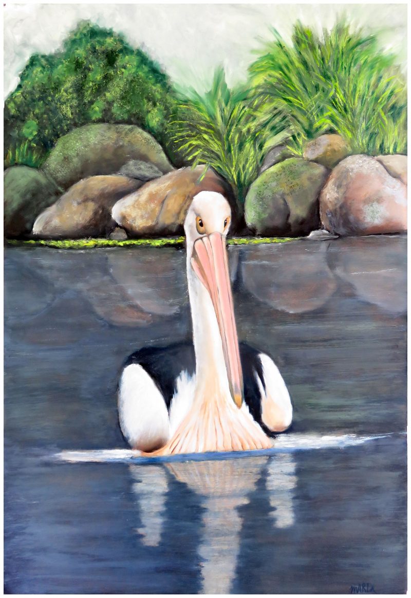 Reflection of a Pelican