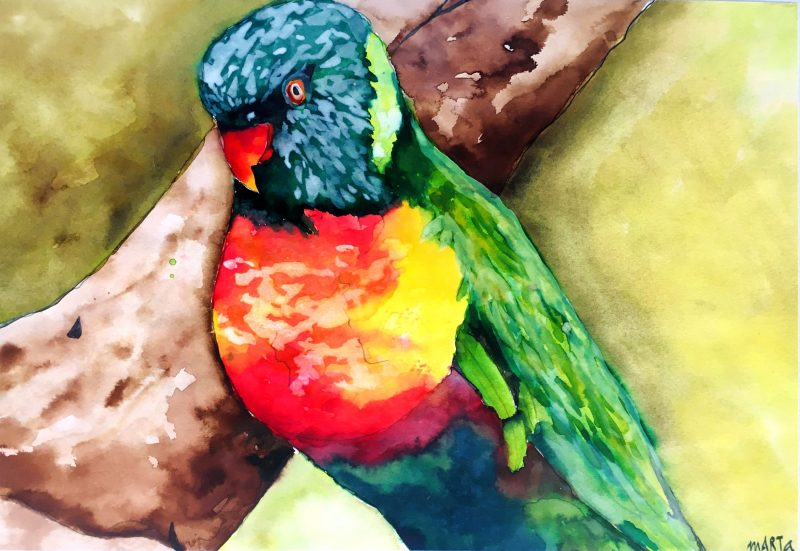 Rainbow Lorikeet