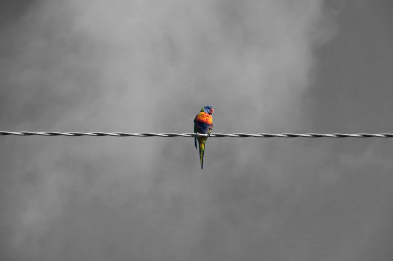 Lorikeet on the line