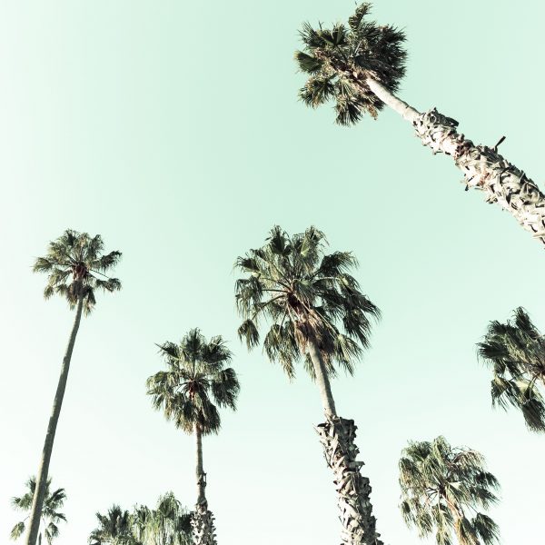 Michelle Bolitho Palm Love 90x90