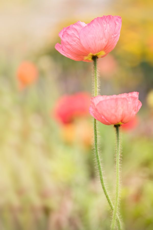 Poppy Love