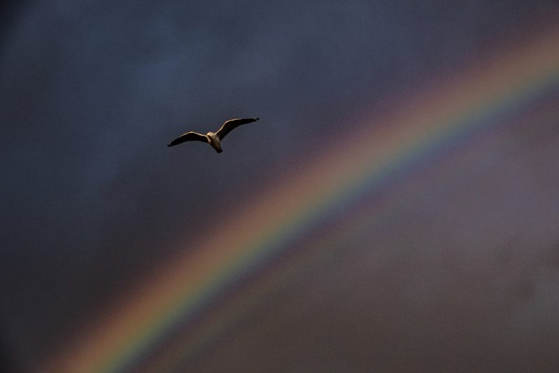 Rainbow Bird