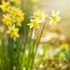 Spring Daffodils