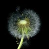Dandelion29abcde