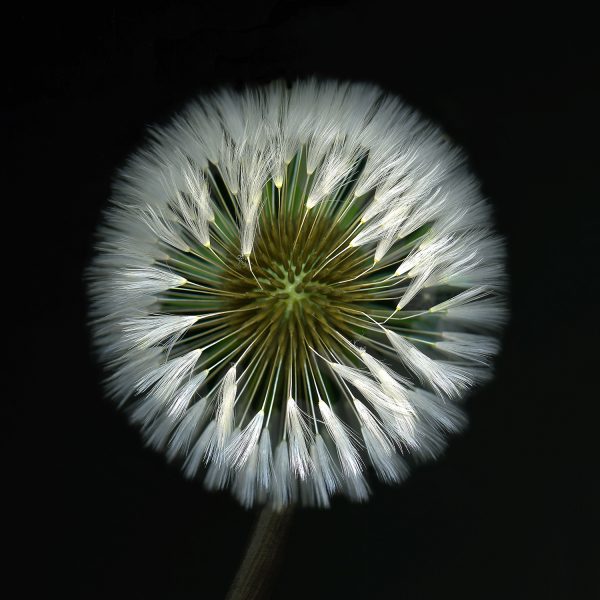 Dandelion30abcd
