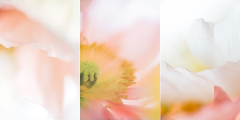 Poppy Triptych — Ltd Ed Print