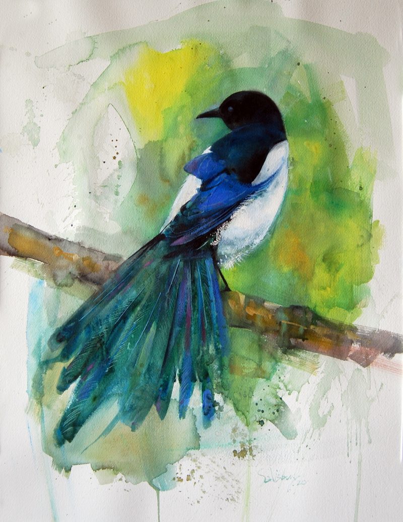 Eurasian magpie