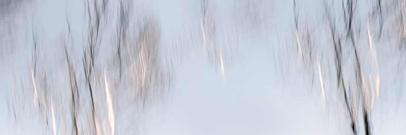 Branch Panorama — Ltd Ed Print