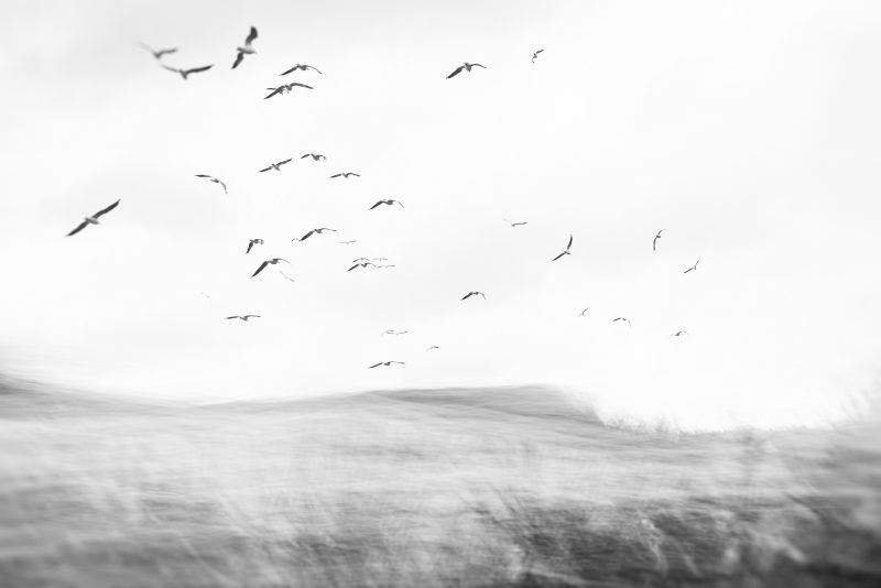 Dawn Flight — Ltd Ed Print