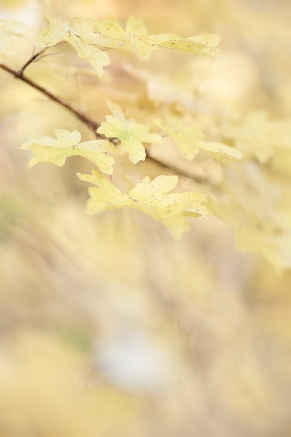 Dreamy Autumn Leaves