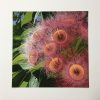Flowering Gum Print