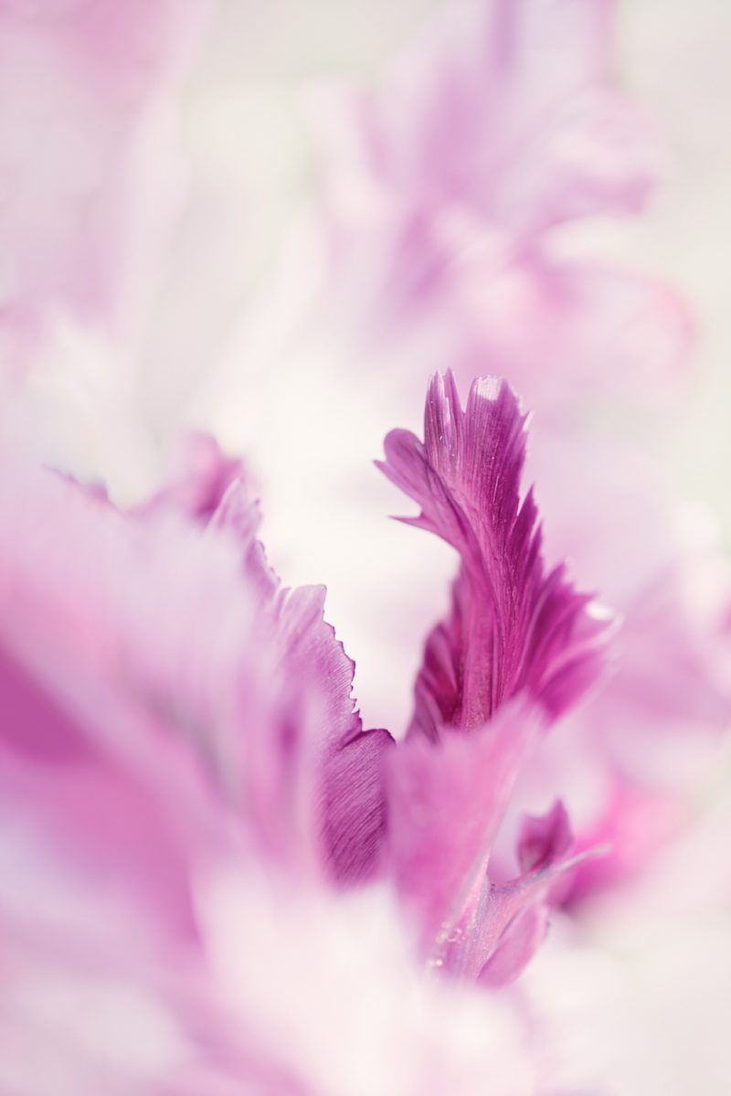 Loyalty — Ltd Ed Print