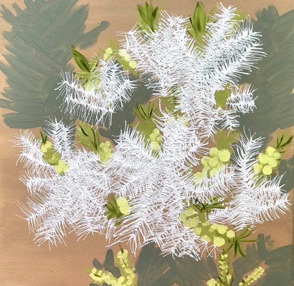 Natives Nativecallistemon