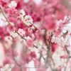 Pink And White Blossom Harmony 2