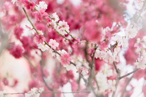 Pink And White Blossom Harmony 2