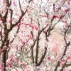 Pink And White Blossom Trees