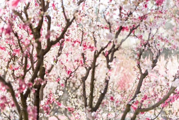 Pink And White Blossom Trees