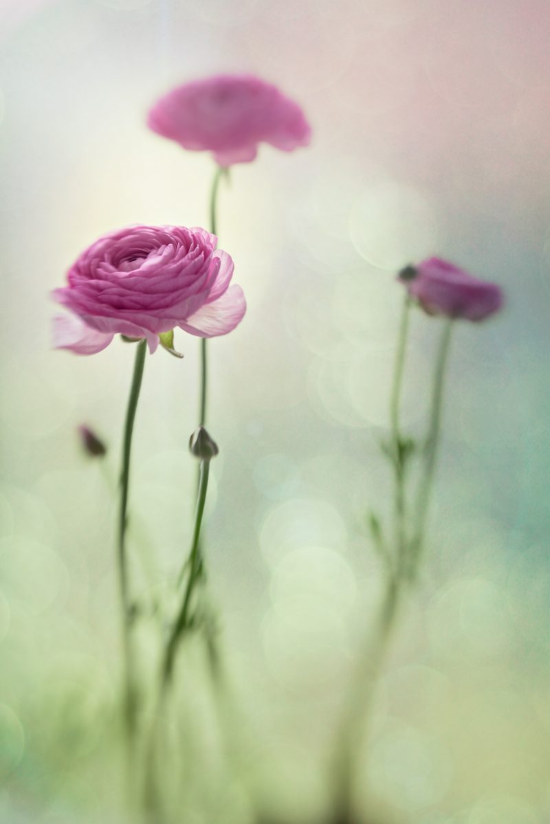 Ranunculus Dream — Ltd Ed Print