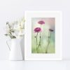Ranunculus Dream Framed Print