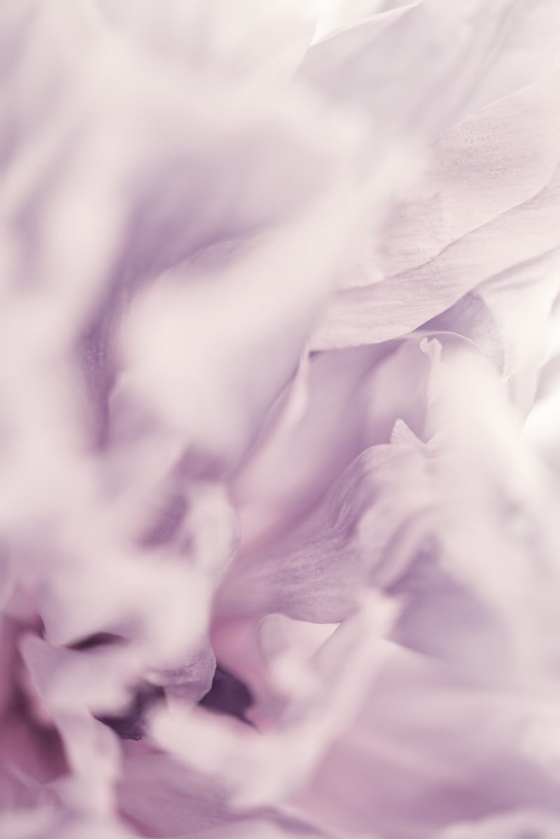 Violet Peony Florascape — Ltd Ed Print