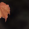 Leaf2