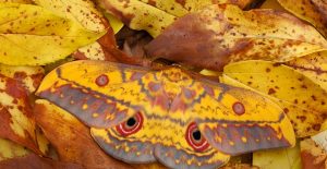 A Saturniid Moth In Mole National Park In Larabanga, Ghana