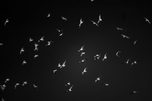 Bw Birds