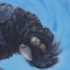 Blackcockatoo Debparkerdetail