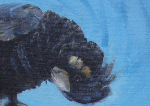 Blackcockatoo Debparkerdetail