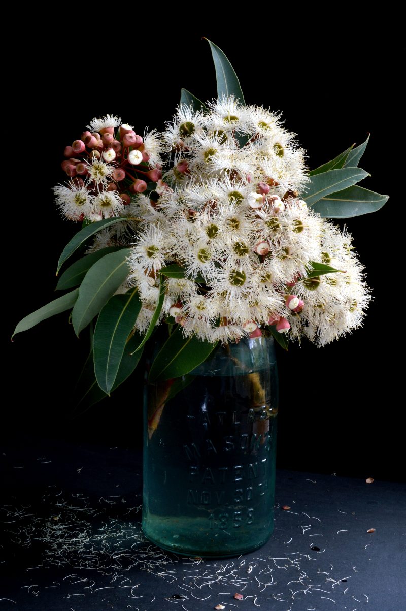 Snowflake – Corymbia Ficifolia