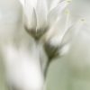 Dreamy Flannel Flowers